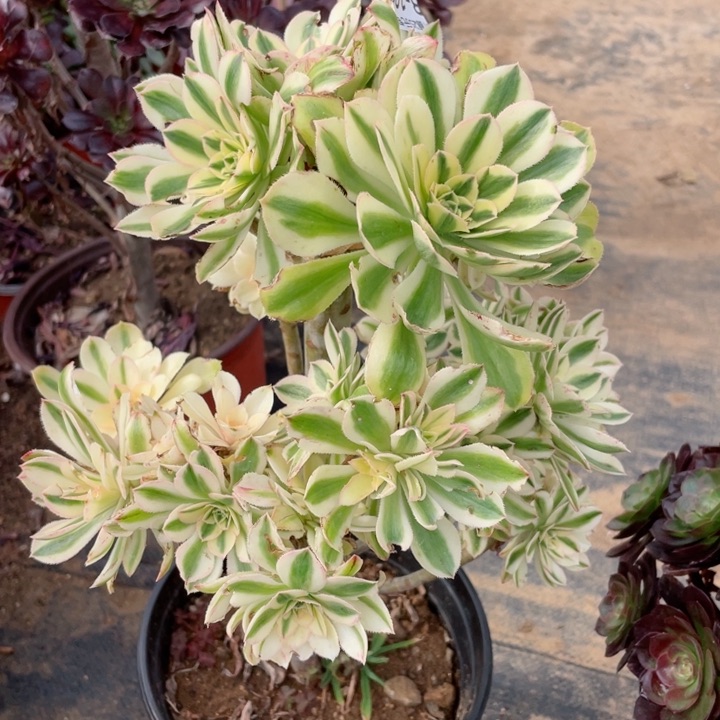 100保时捷多肉12345678