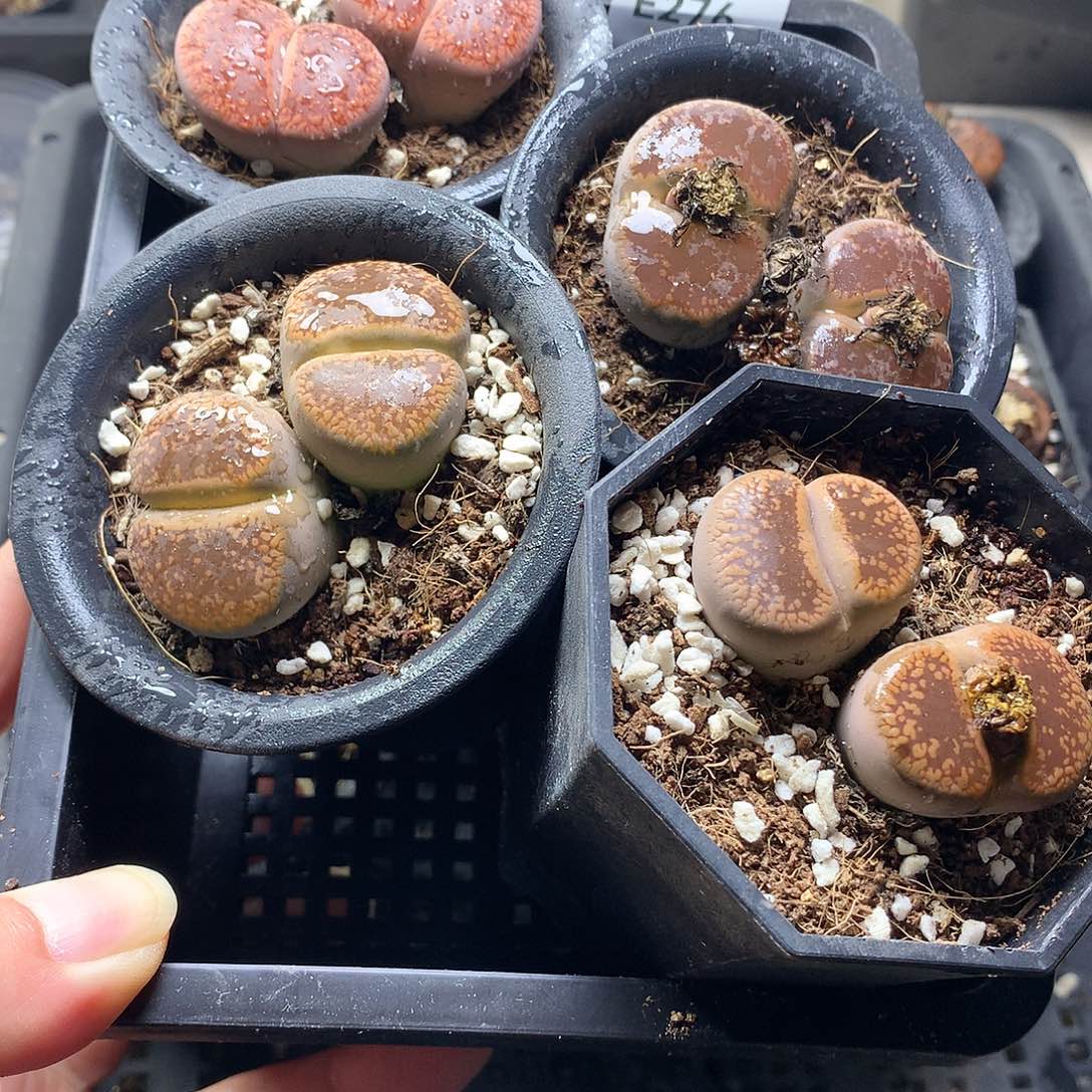 F***WE276多肉植物保护研究所