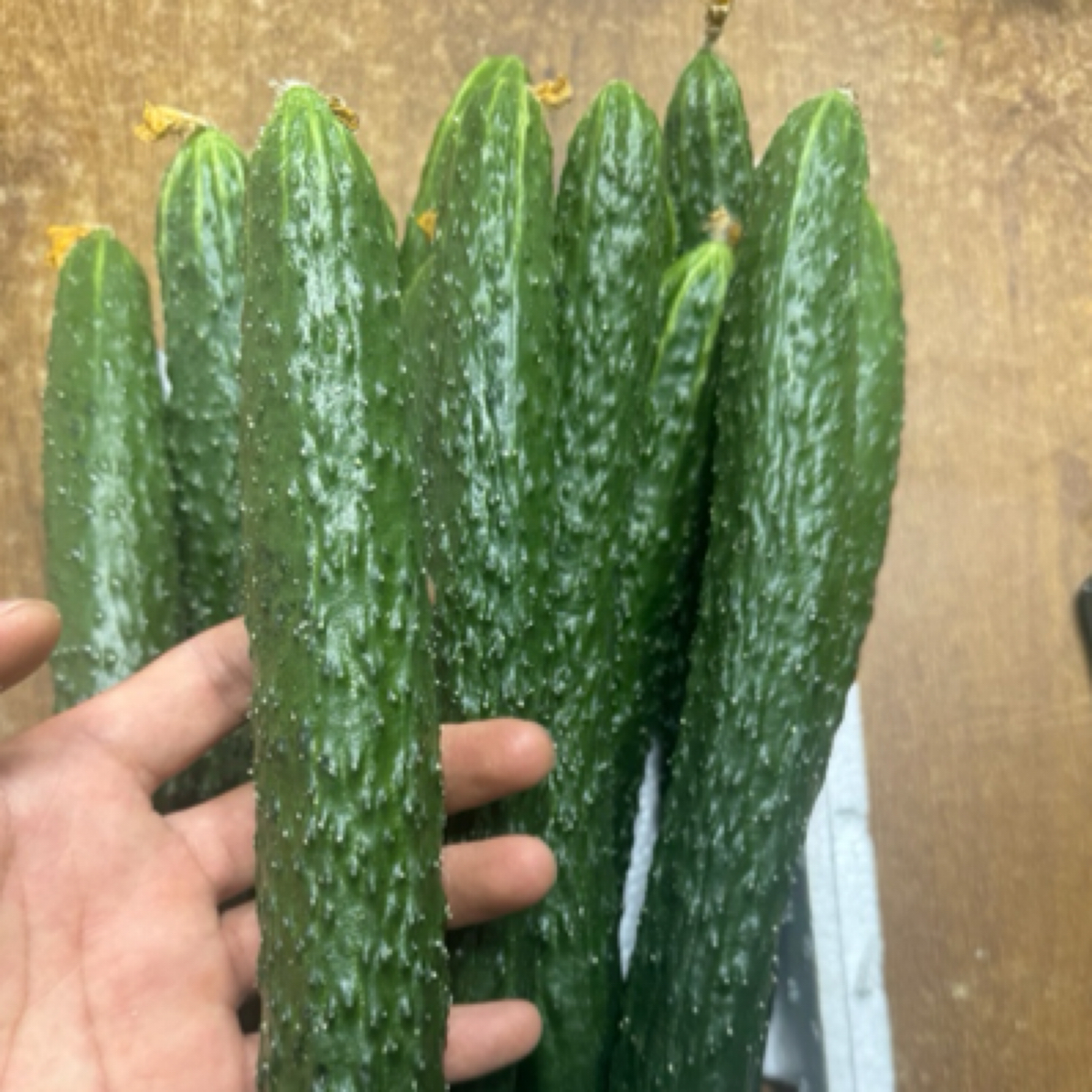 【众旺农场】黄瓜 新鲜黄瓜 炒菜做菜 3斤 顺丰包邮