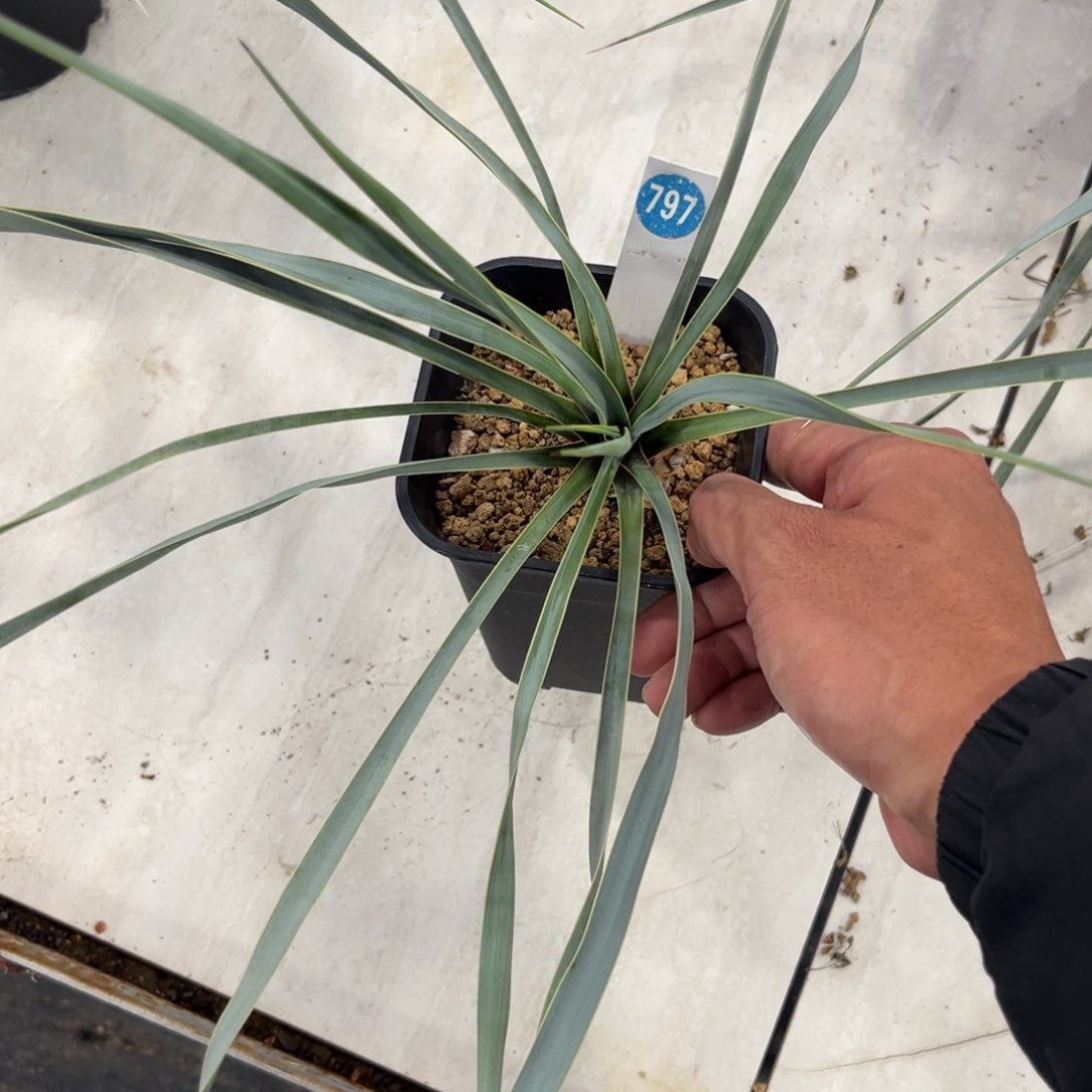 797实生稻草人带盆带土发货