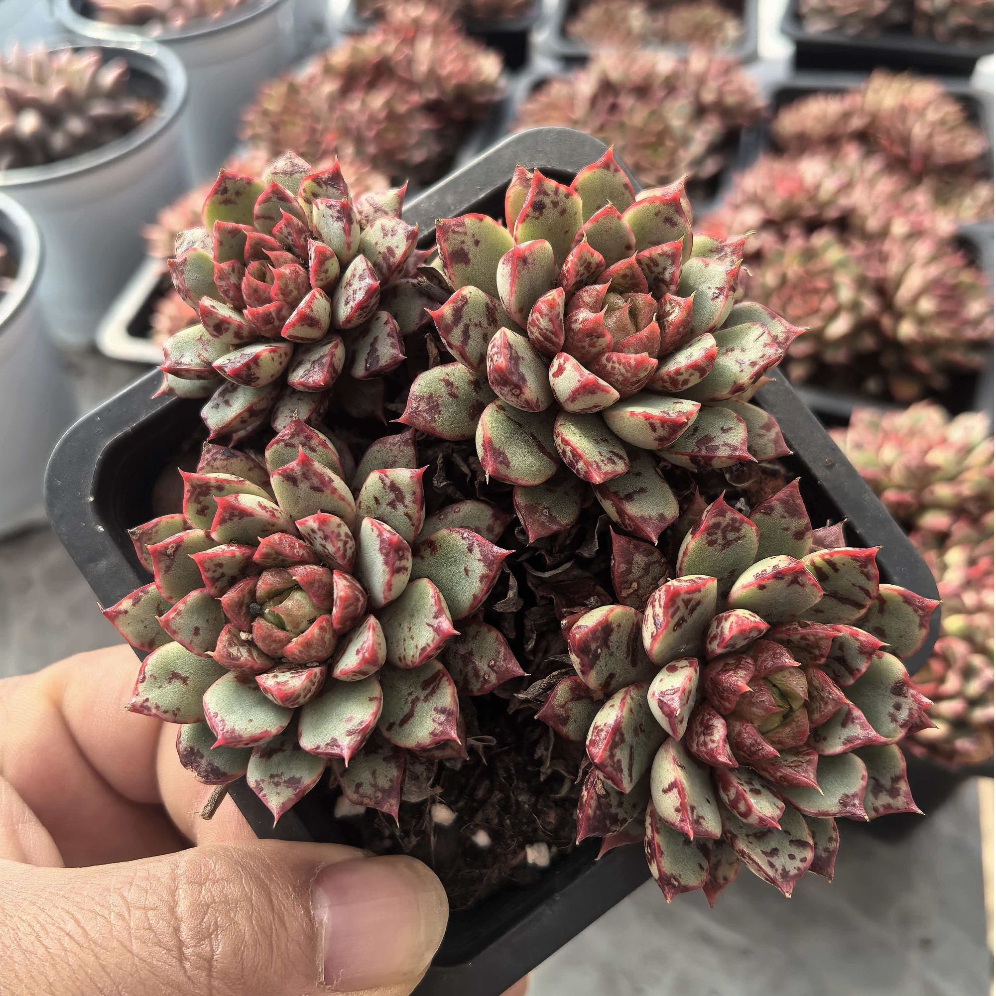 血燕      心动多肉精控精养