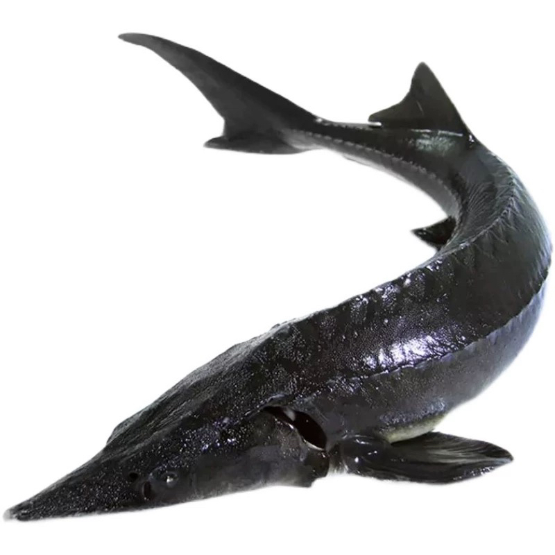 黑龙江江水养殖整条鲟龙鱼无骨无刺肉质鲜美冷冻发货