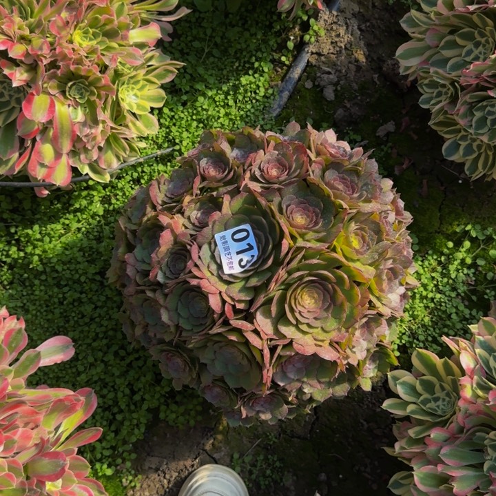 万圣节花27-25包邮花花