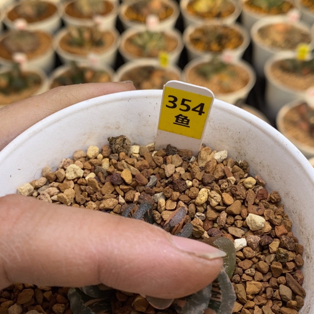 354号专拍可可可可可可