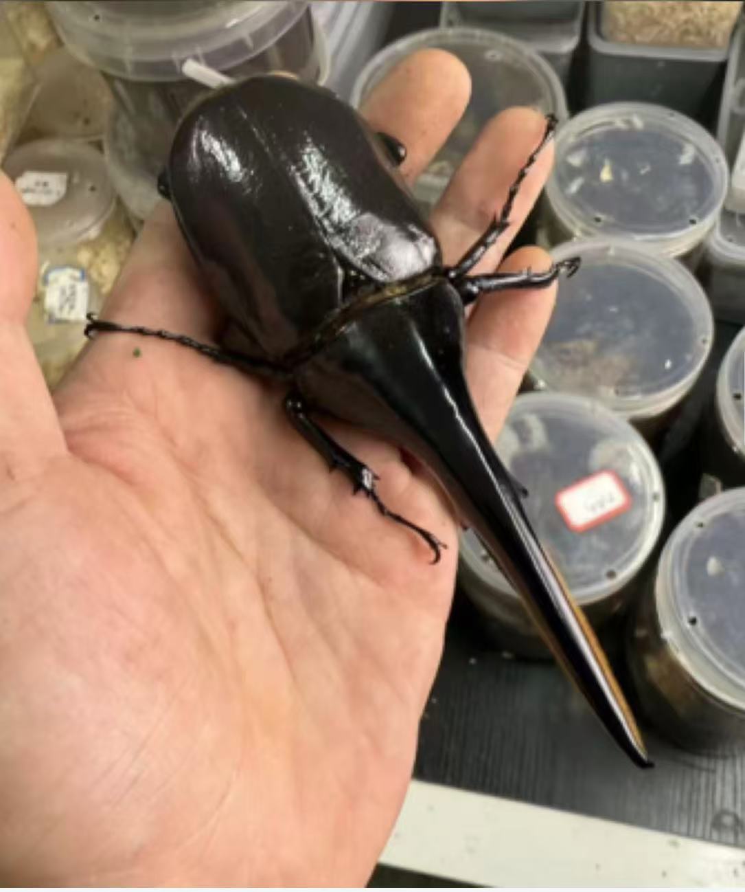 长戟大兜虫 成虫活体 海格力斯大兜虫 140mm