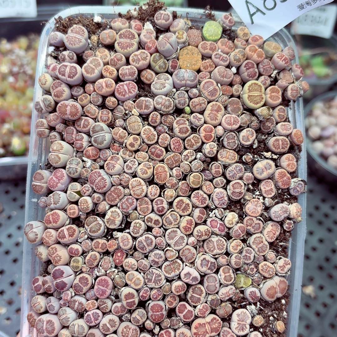 8368––零下地区需拍保温箱