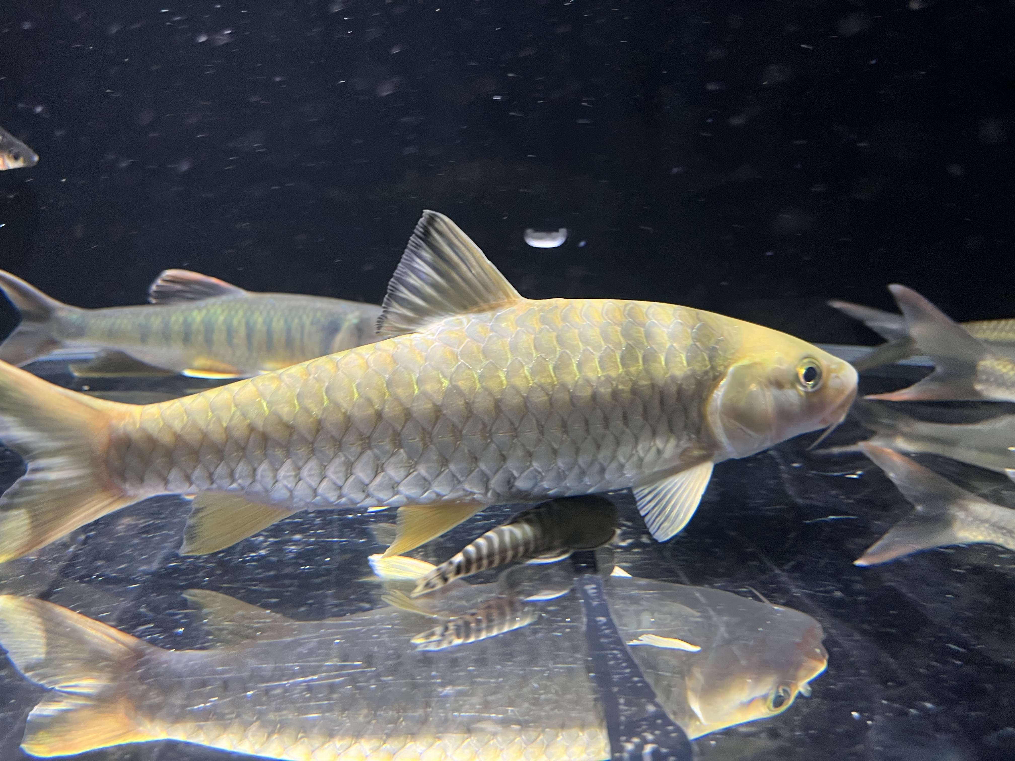 野采军鱼原生观赏鱼淡水鱼保真保野