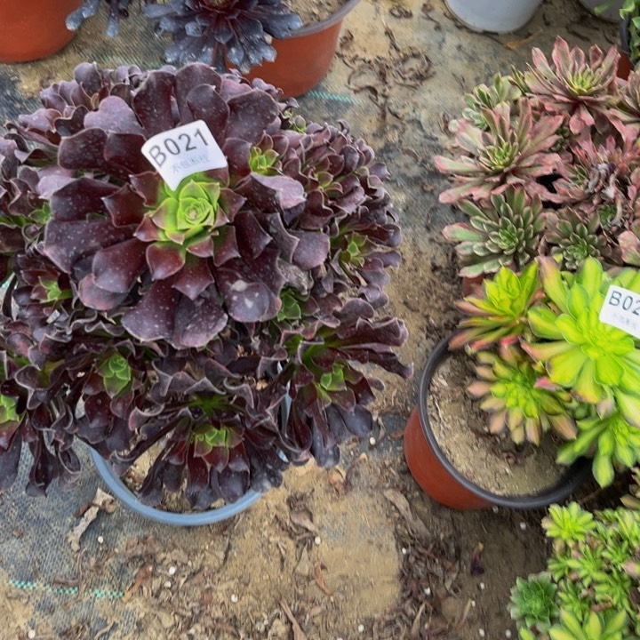 021梅花多肉法师不包断枝