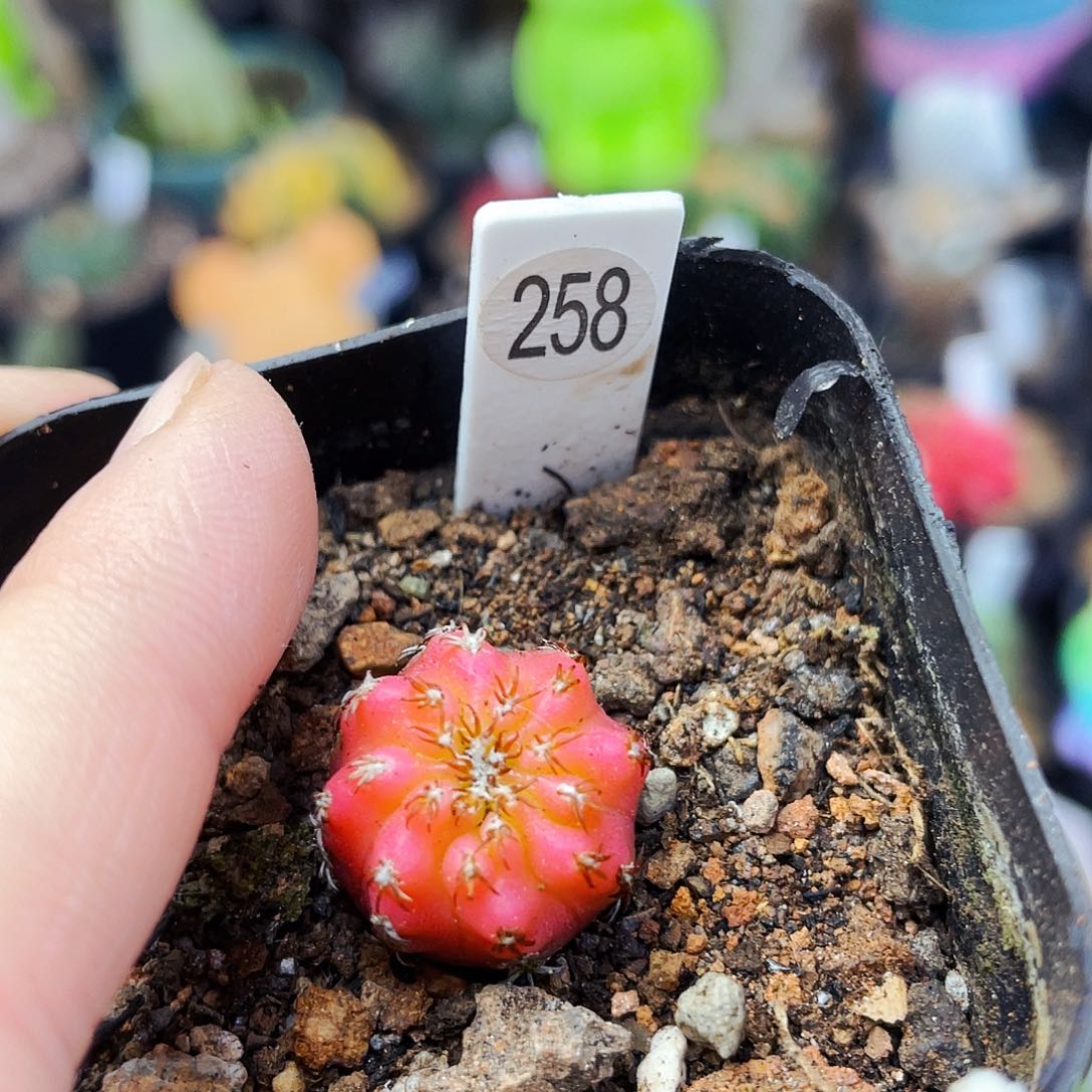 奇特球非偏远地区满25包邮仙人球1.6cm