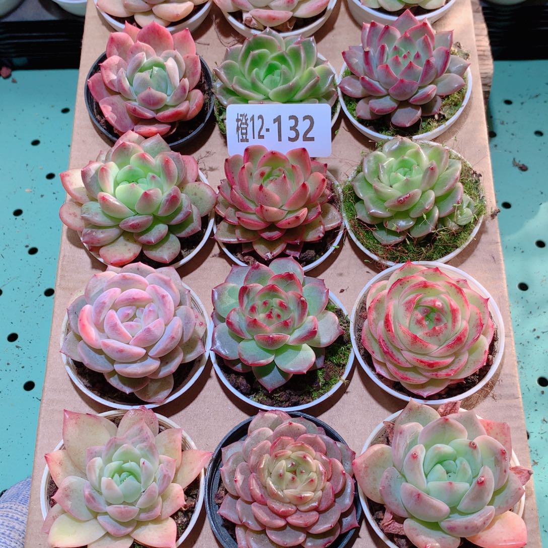 12-132一物一拍多肉带盆18颗