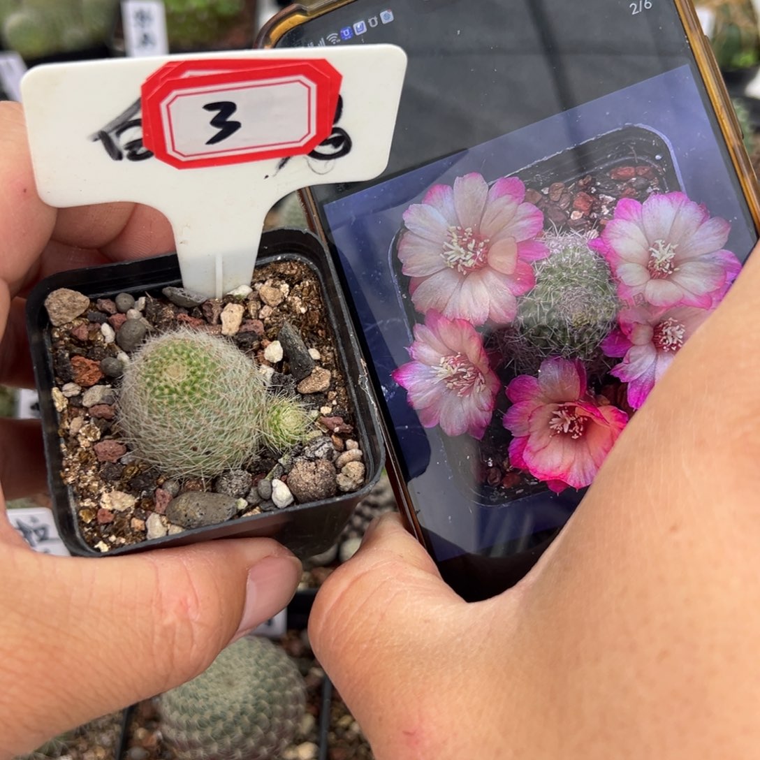 3往事多肉园仙人球开花