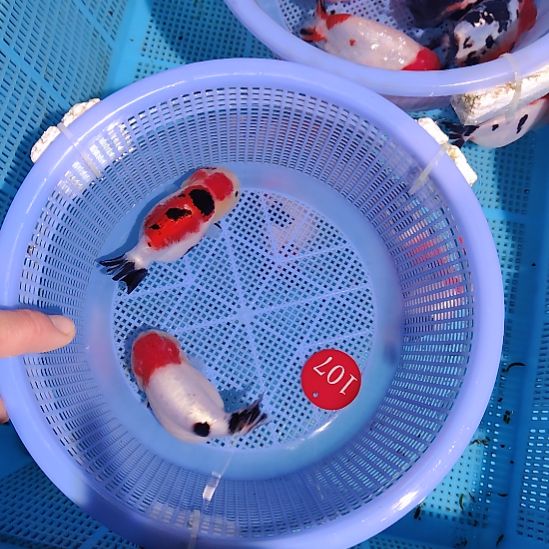 阿***房金鱼107兰寿两只特价顺丰包邮