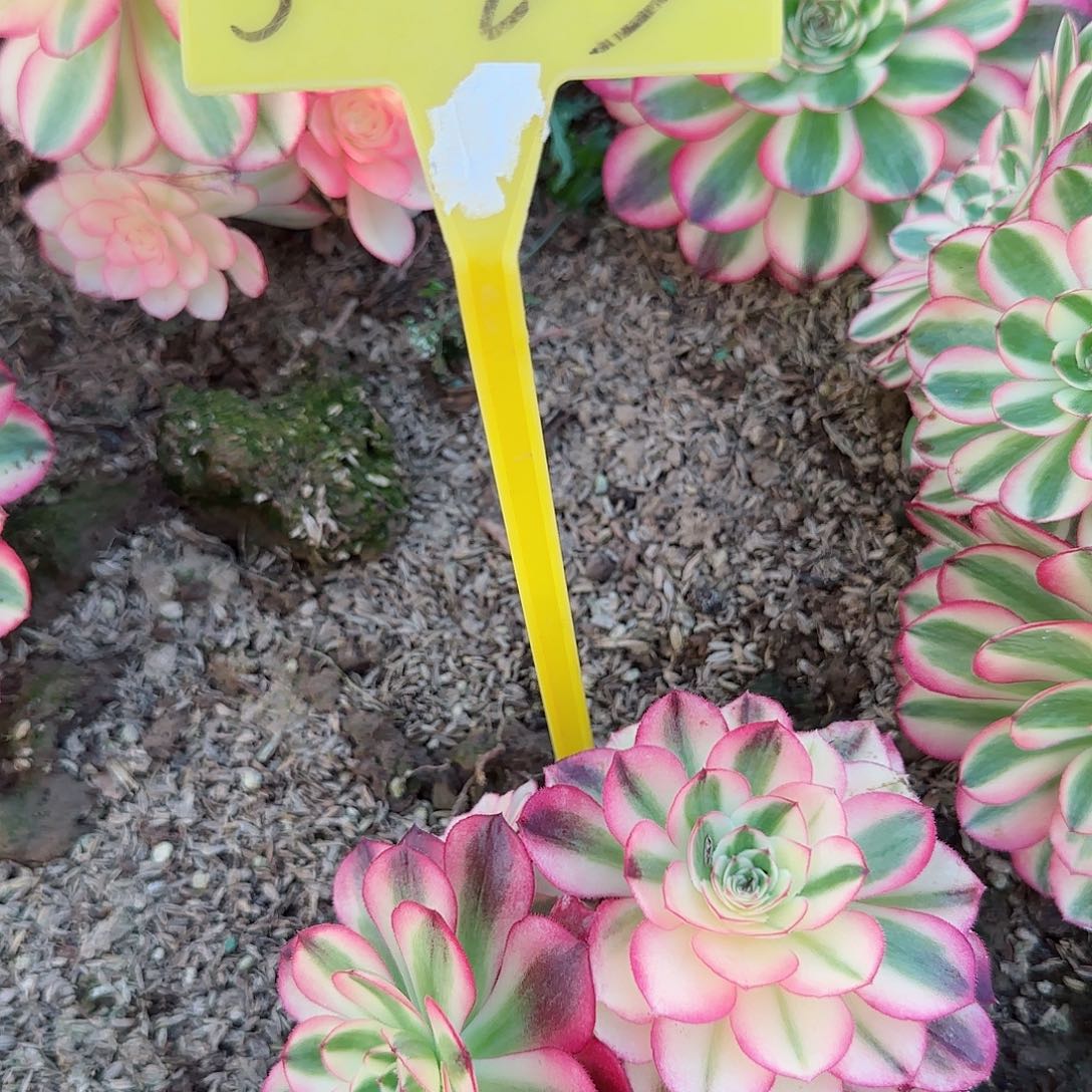 5-23荔枝多肉植物