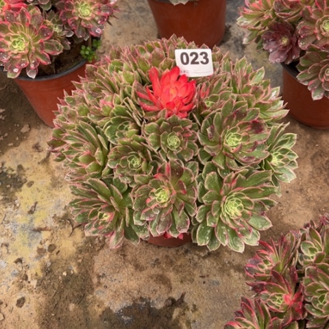 璐***）023万花筒手捧多肉，