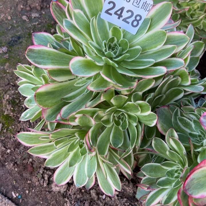 2428海王多肉植物