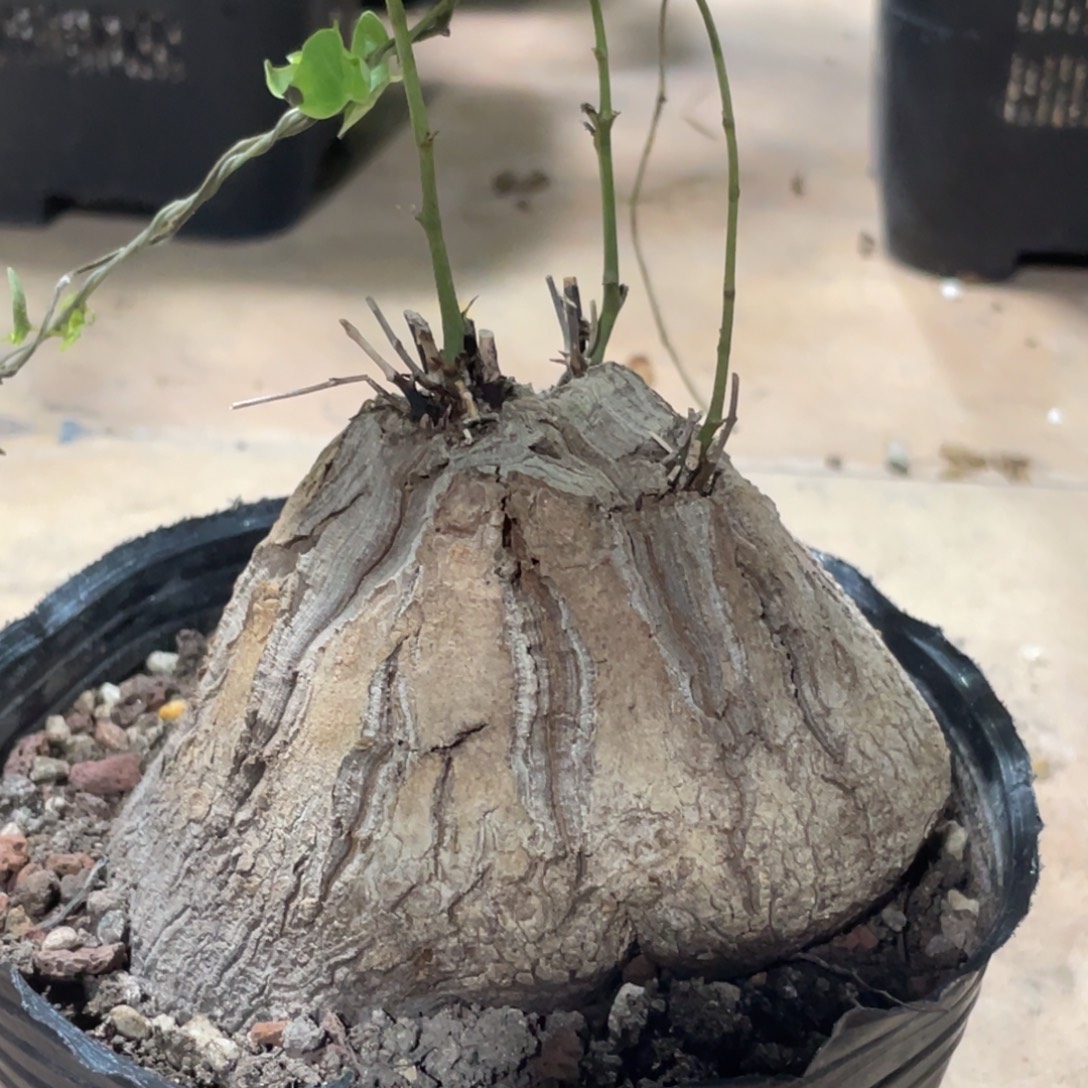 三芽点，龟甲龙11公分