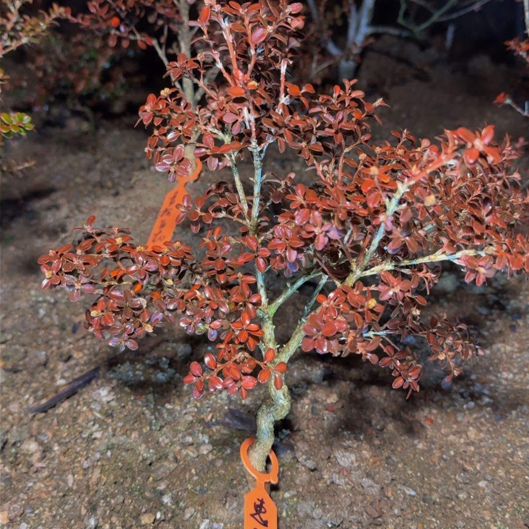 完全开放惠**匠安徽珍珠黄杨