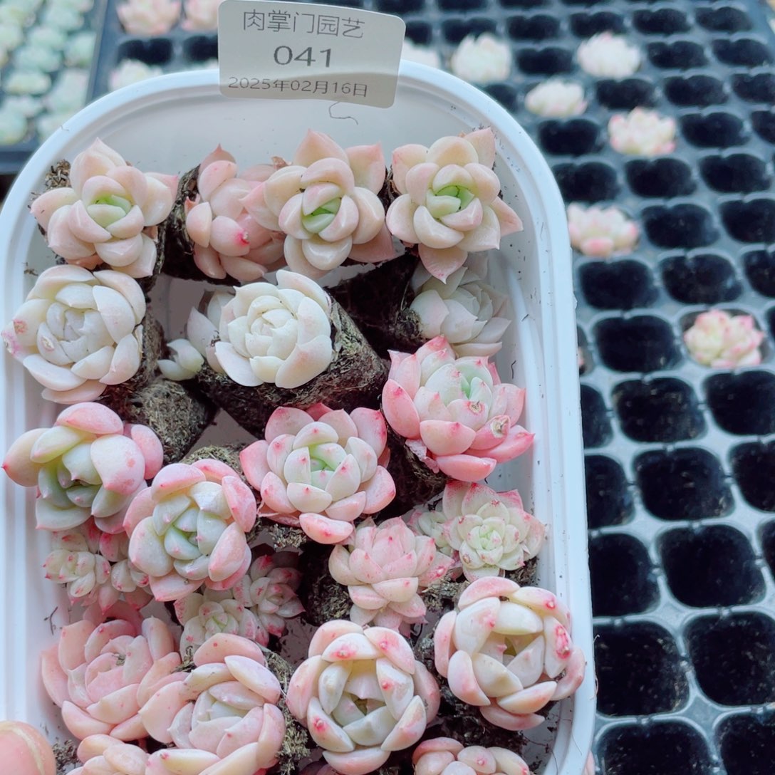 开心开心快乐成长041