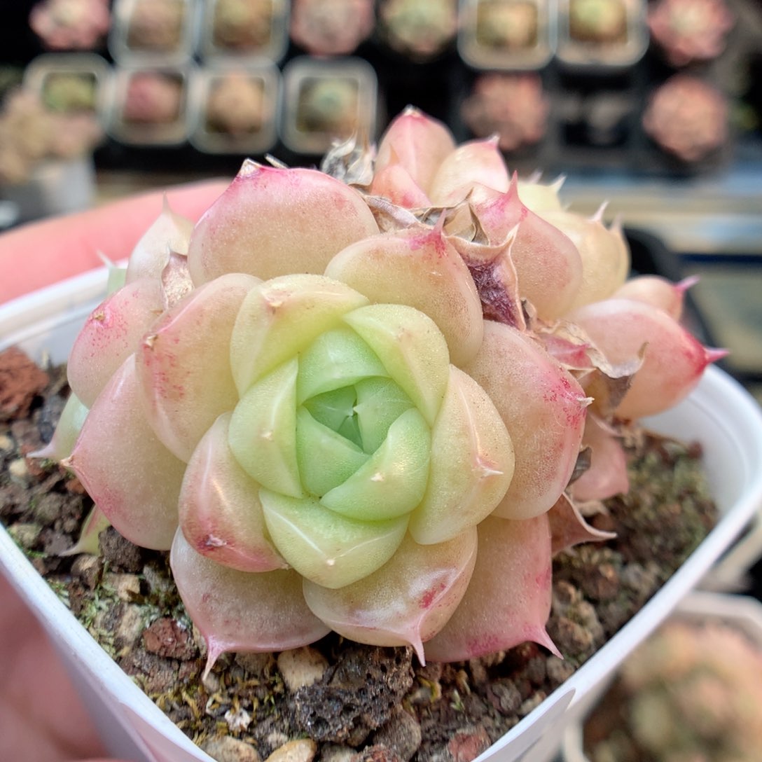 E109 ，20包邮两天凑单偏远不发货