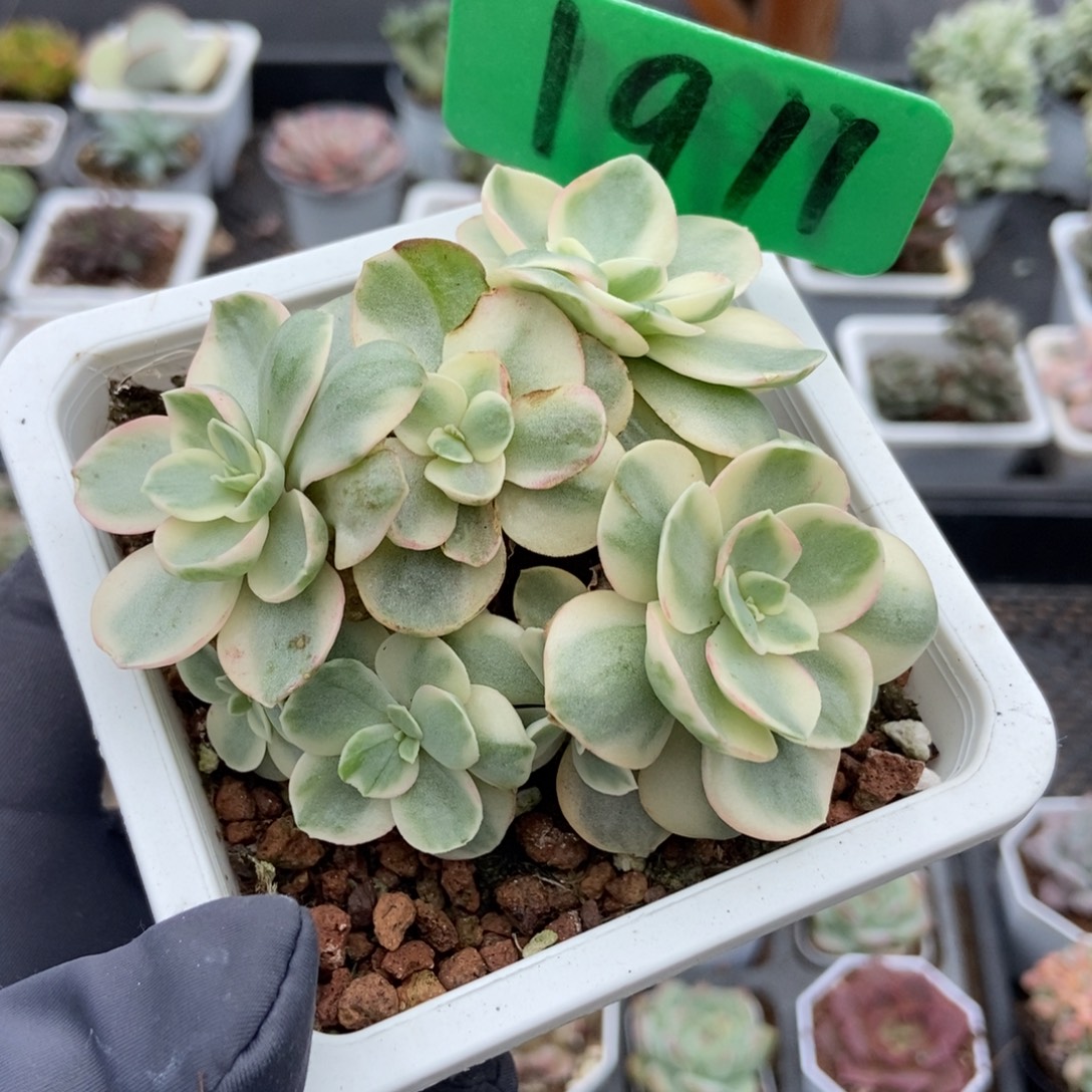 1911秀妍锦多肉植物