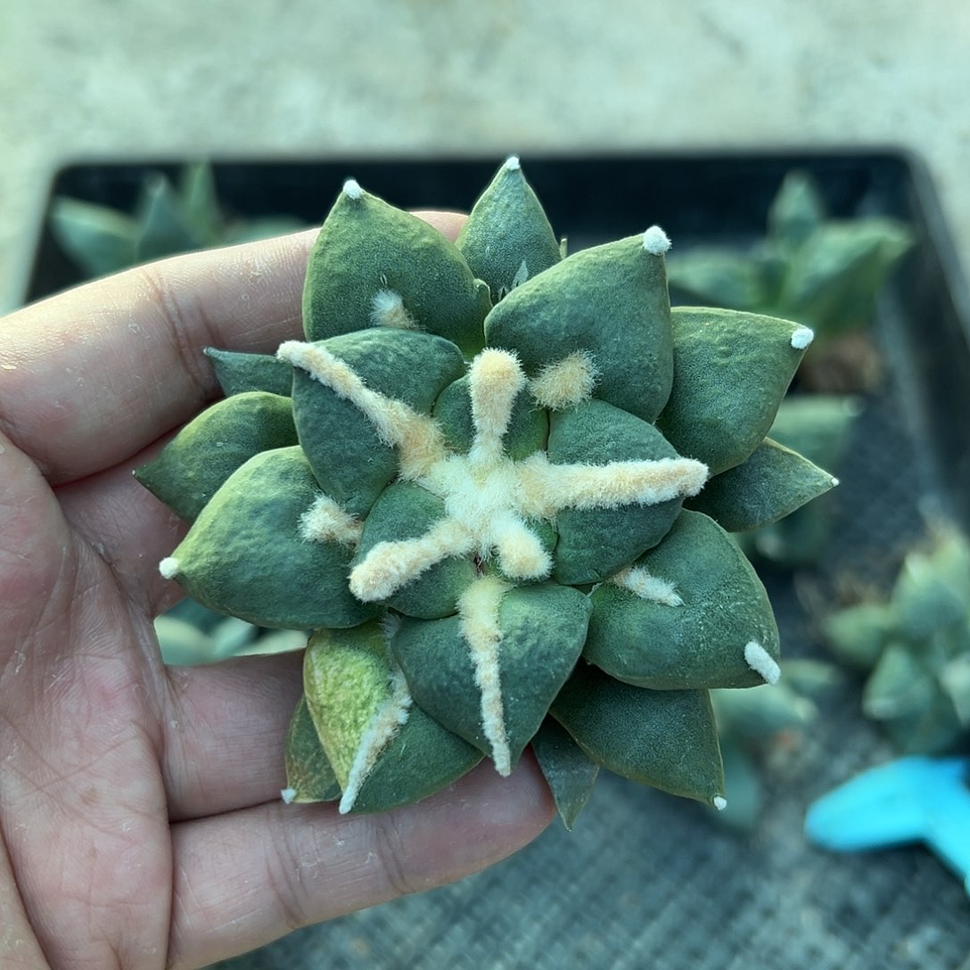 上***林实生大尤黑牡丹的