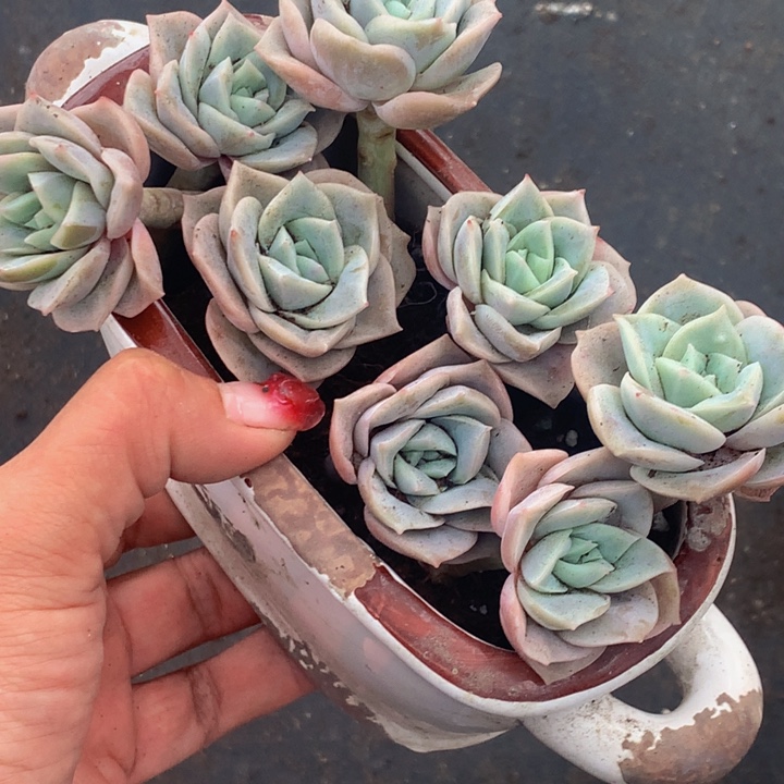 可爱玫瑰7颗 （满9.99包邮不满9.99发叶子）