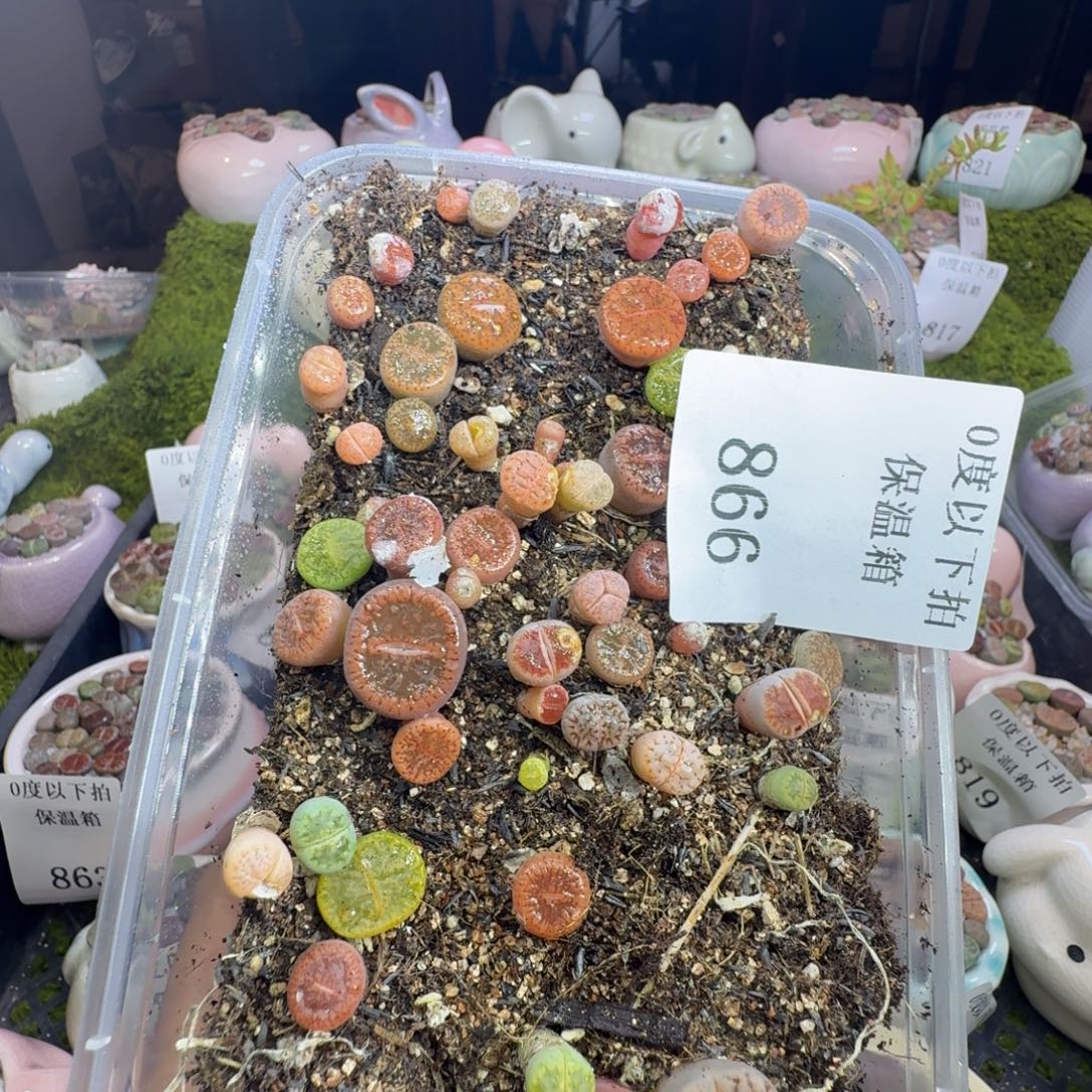 小***士多肉植物福利冲866