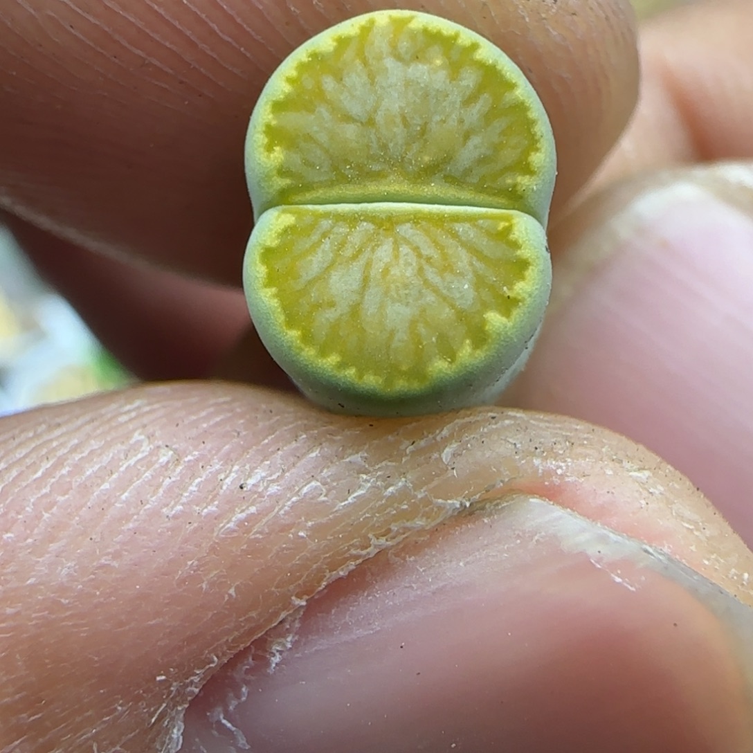 794 生石花大棚直播