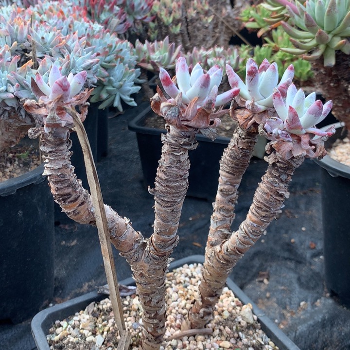 初霜，2月8日发货