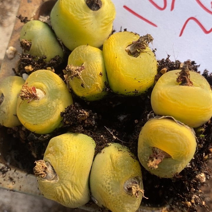 1638一组一组一组