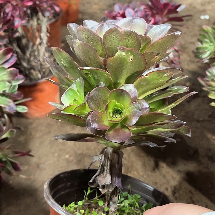 阿*多肉植物法师魅金136