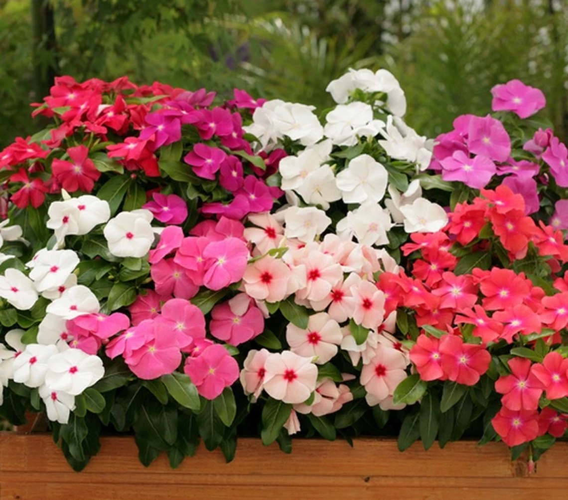 【丁香紫】长春花（110盆）