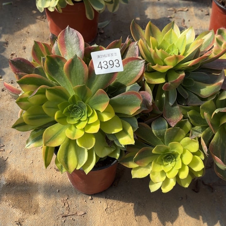 2颗多肉法师4393