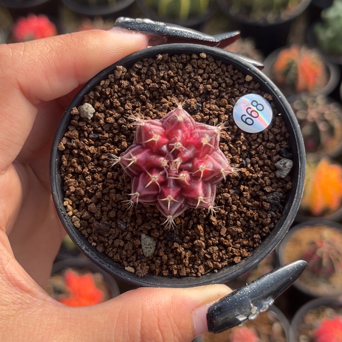 668 一点红   带盆土发货