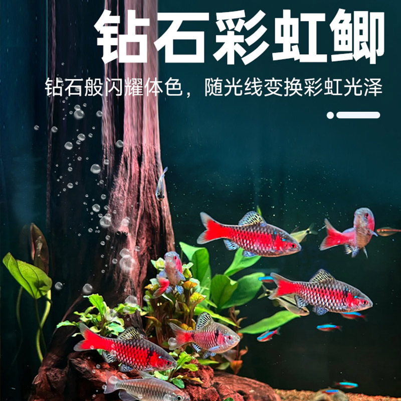 【观赏鱼 钻石彩虹鲫】进口鲤科冷水耐寒耐养热带鱼原生鱼小型活体
