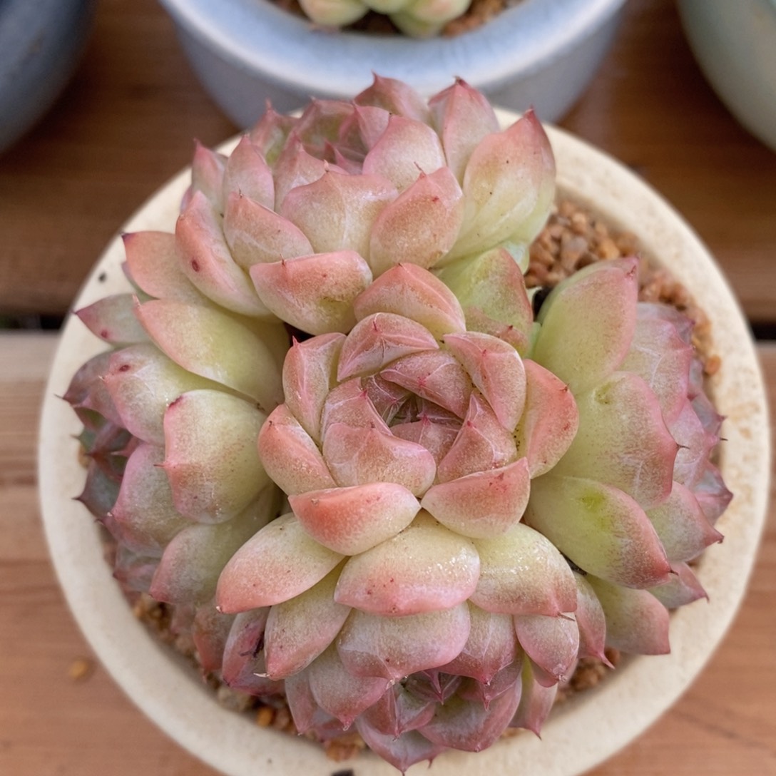 一物一拍精品多肉_13