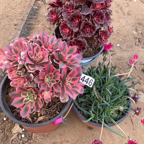 446三颗法师多肉植物