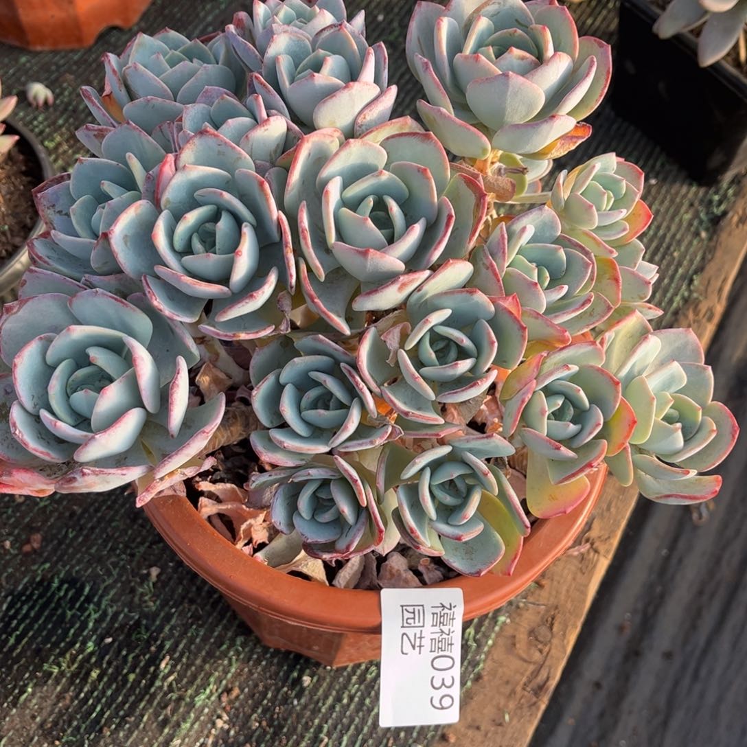 C***6039白月光多肉植物……