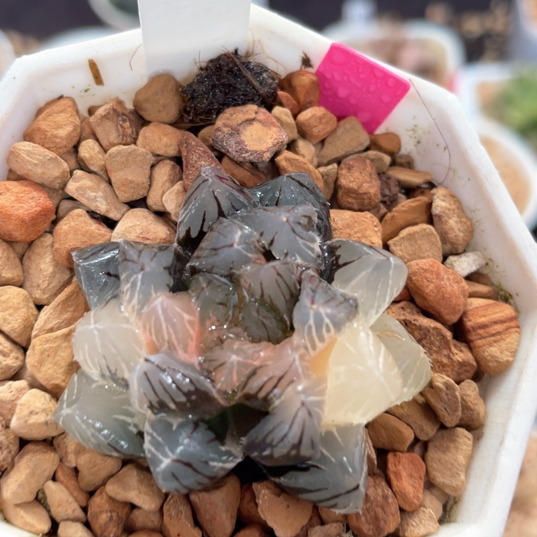 83溏心龙爪玉露锦。  