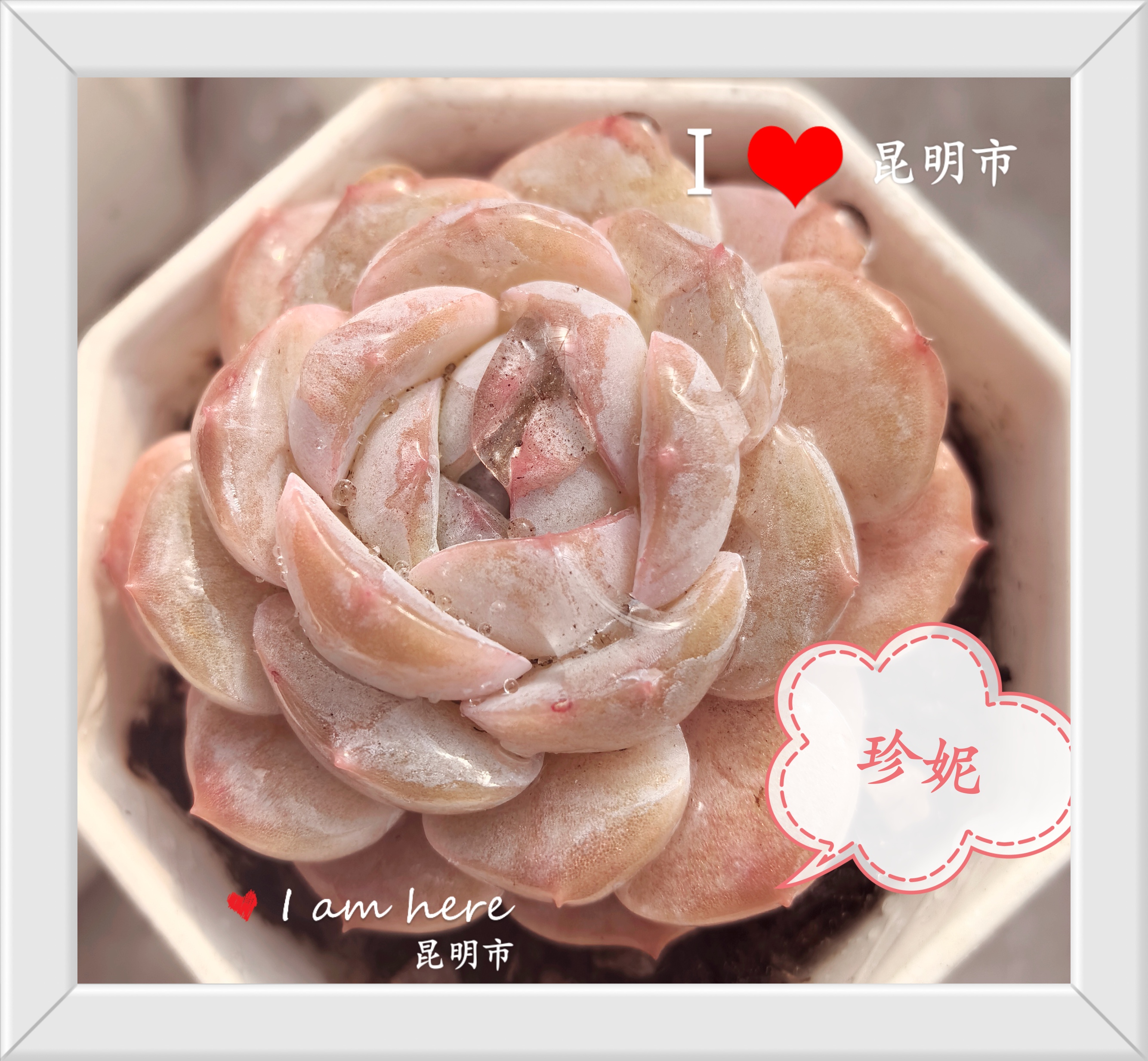 12月21日501-600云南大全多肉基地直发一物一拍满18包邮