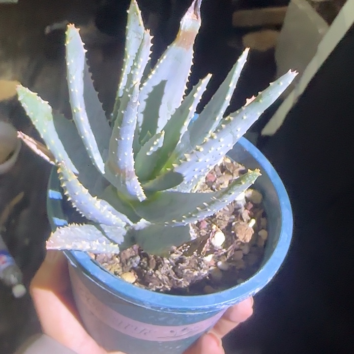 二琦芦荟多肉植物多肉植物