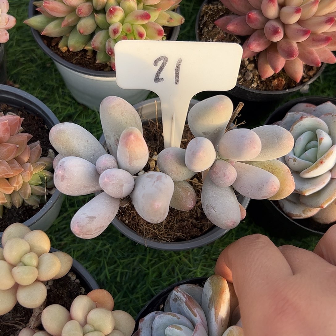 米可奶多肉植物保护研究所