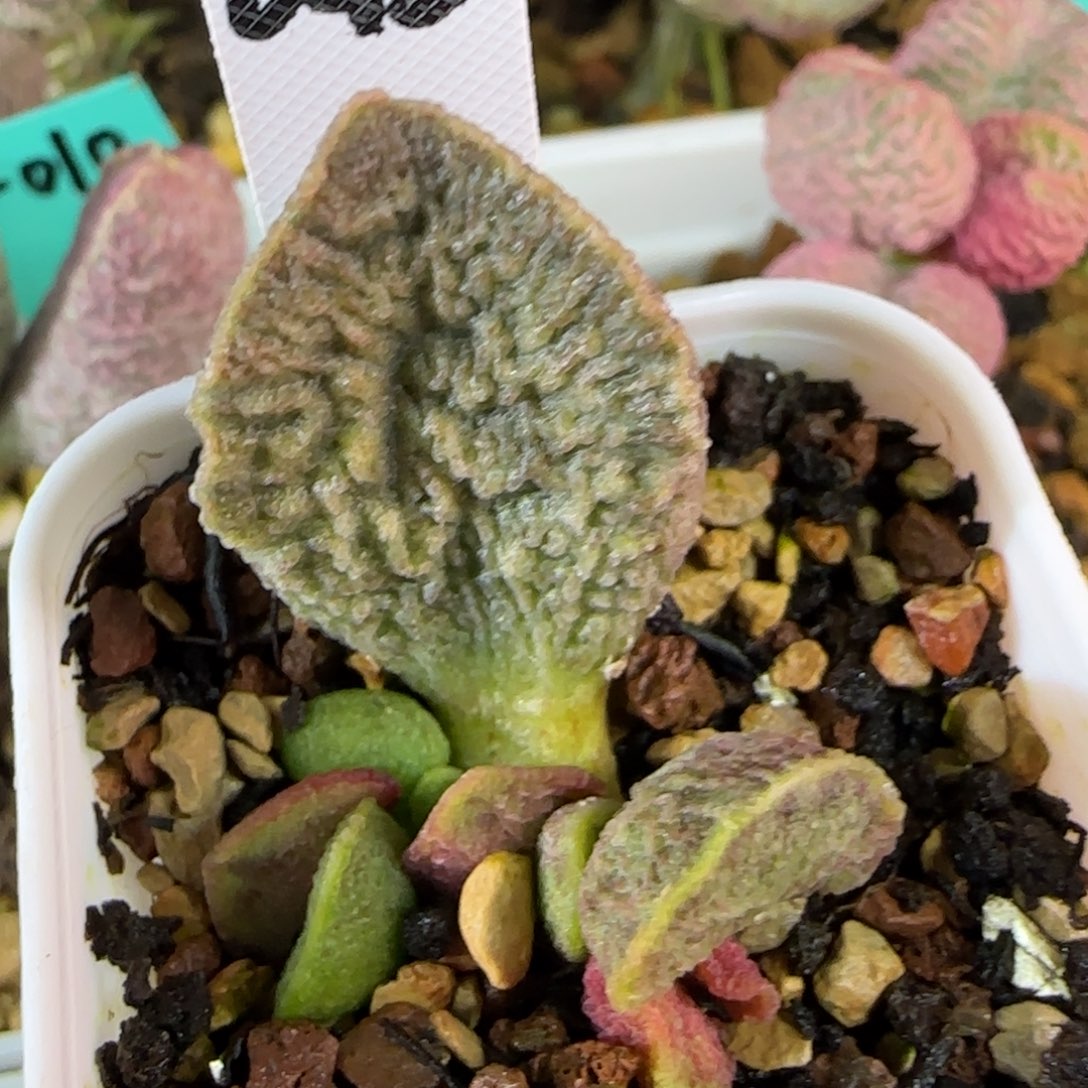 编号042叶插，四方盆发