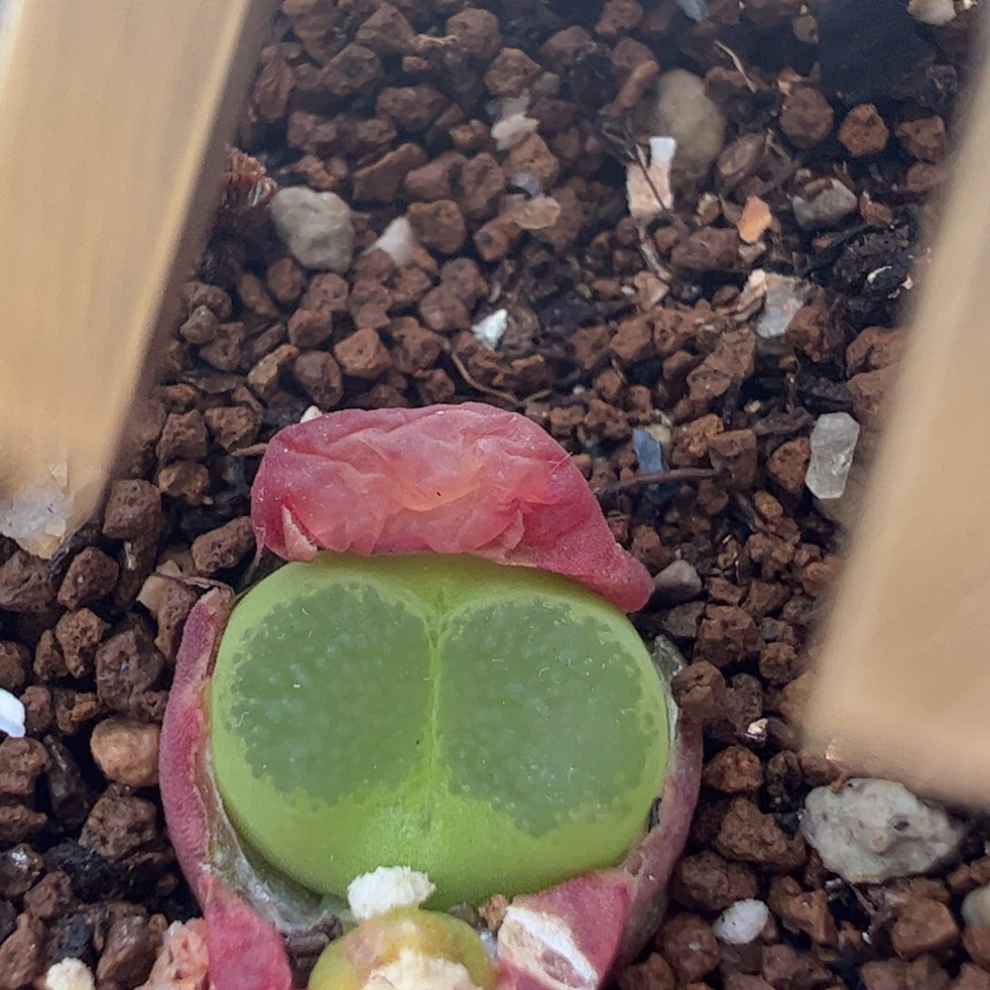 紫雪茄母本多肉植物百科