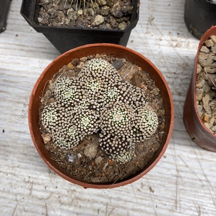 群生松针牡丹特价