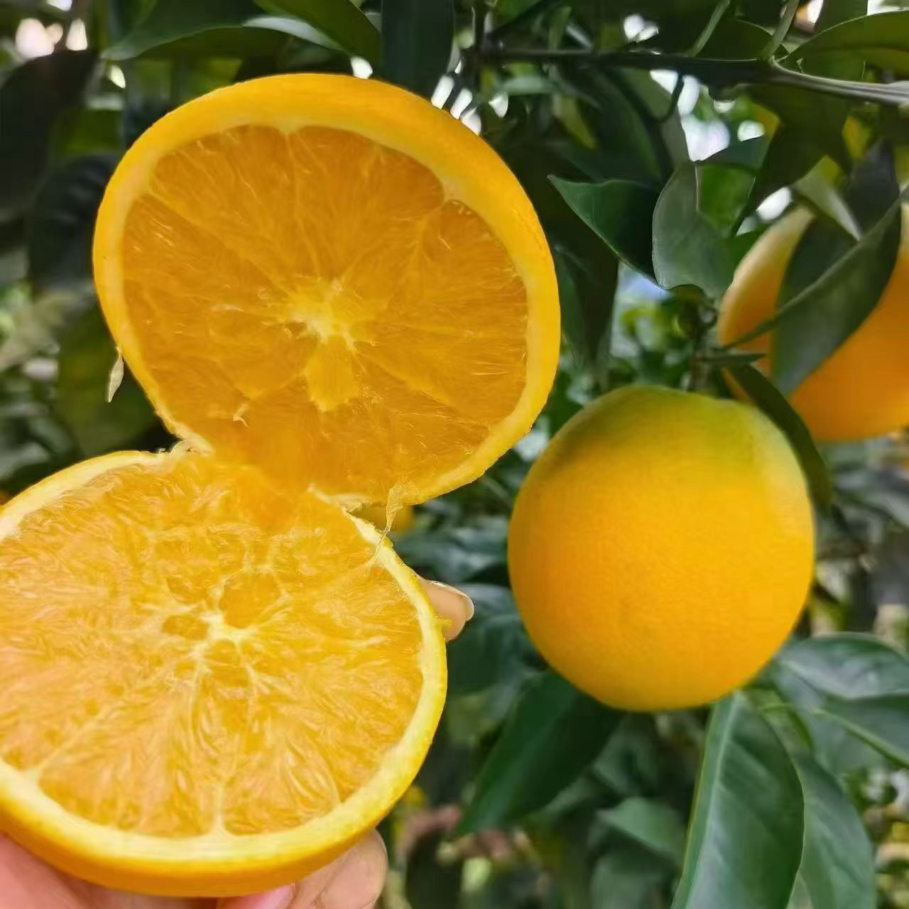 正宗高山脐橙皮薄肉厚多汁新鲜果园直发