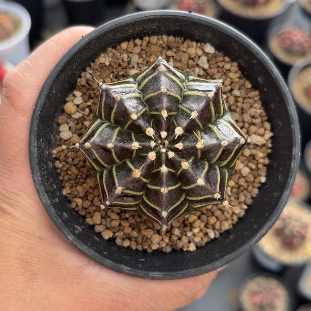 泰系实生仙人球18