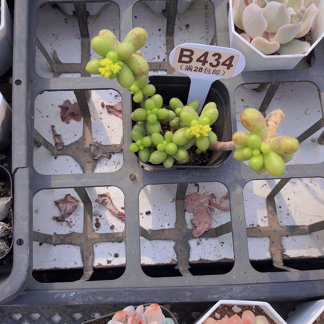 B434绿龟卵一物一拍