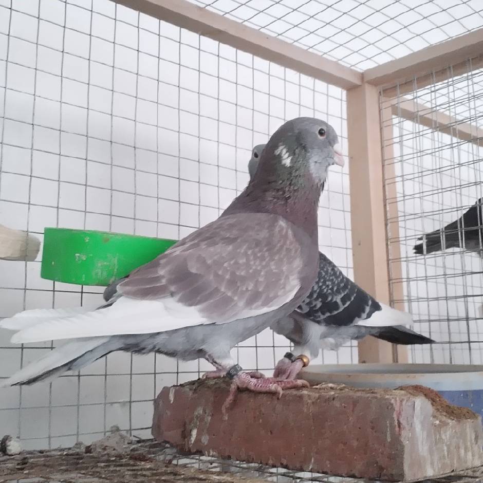 阿贝力国血戴笠鸽子