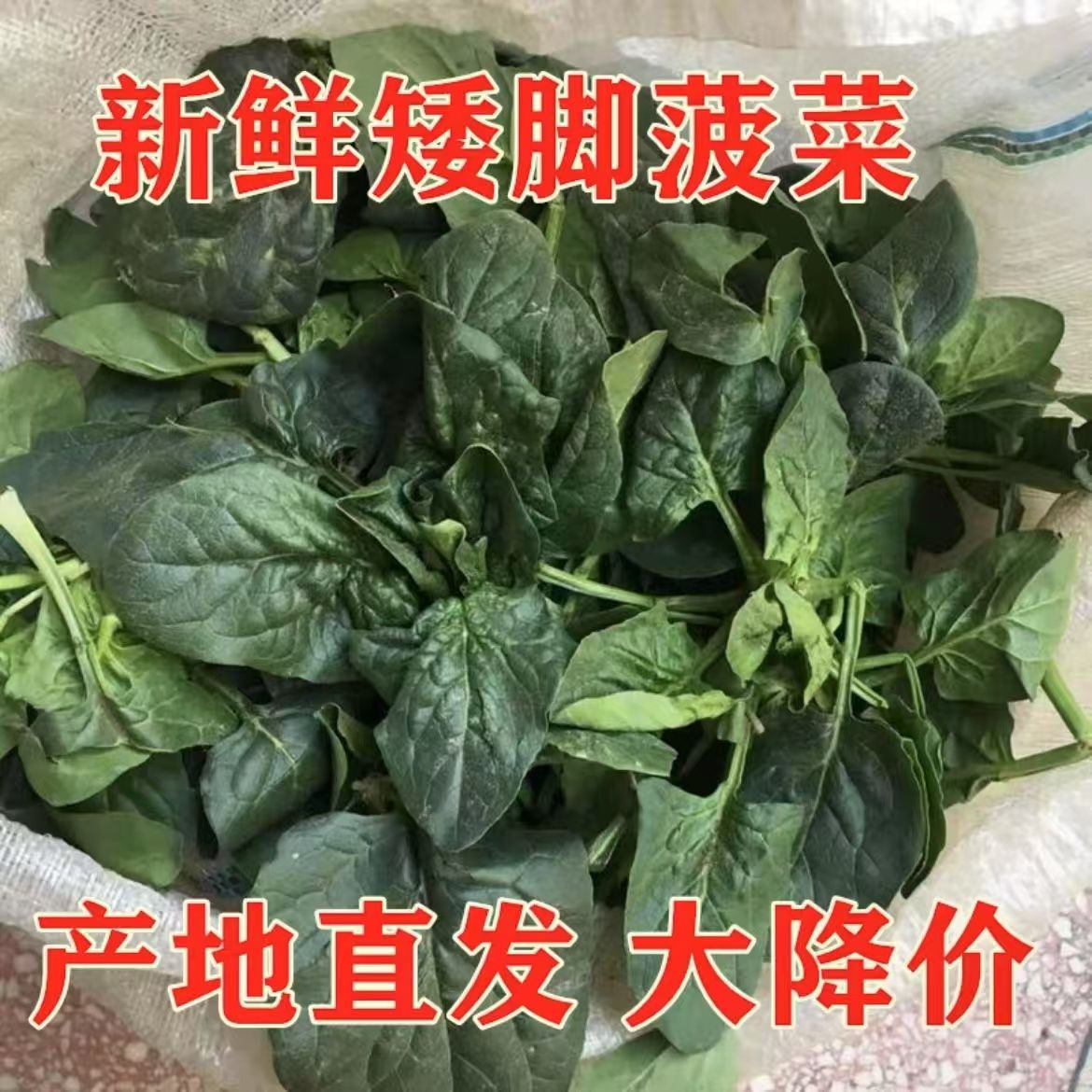 河南露天趴地菠菜产地直发